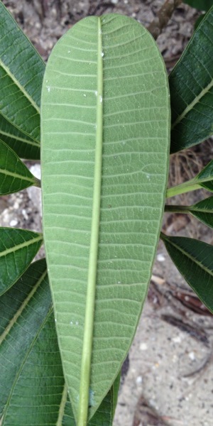 Plumeria tuberculata