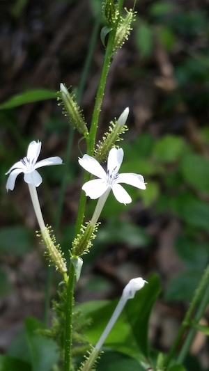 Plumbago zeylanica