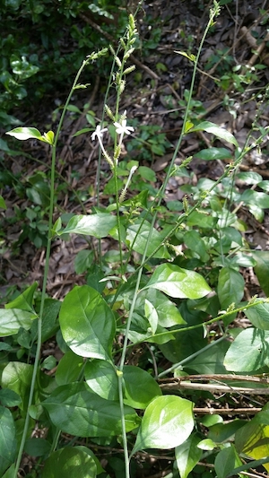 Plumbago zeylanica