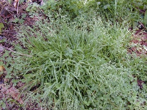 Poa annua