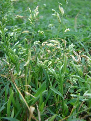 Poa annua