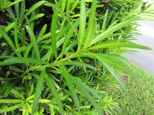 Podocarpus macrophyllus