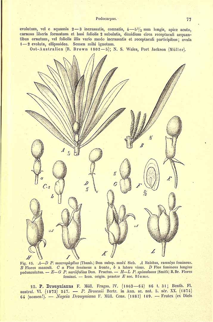 Podocarpus macrophyllus