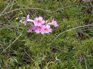 Podranea ricasoliana