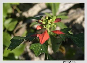 Euphorbia cyathophora