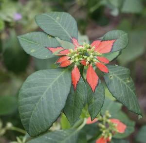 Euphorbia cyathophora