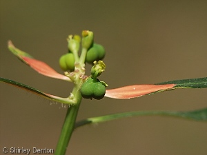 Euphorbia cyathophora