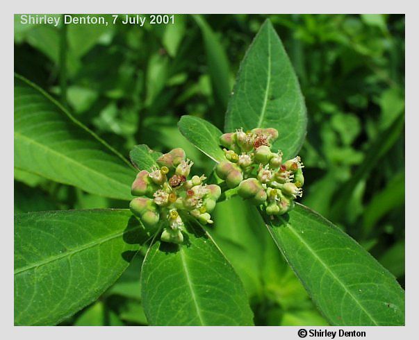 Euphorbia heterophylla