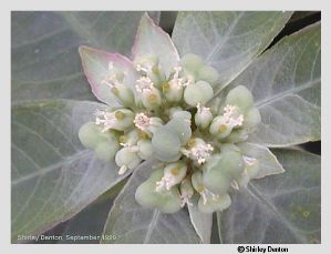 Euphorbia heterophylla