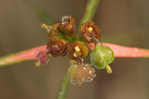 Euphorbia pinetorum