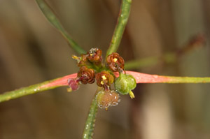 Euphorbia pinetorum