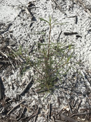 Polanisia tenuifolia