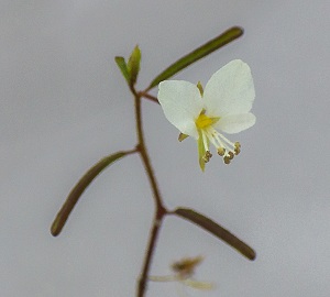 Polanisia tenuifolia