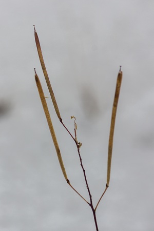 Polanisia tenuifolia