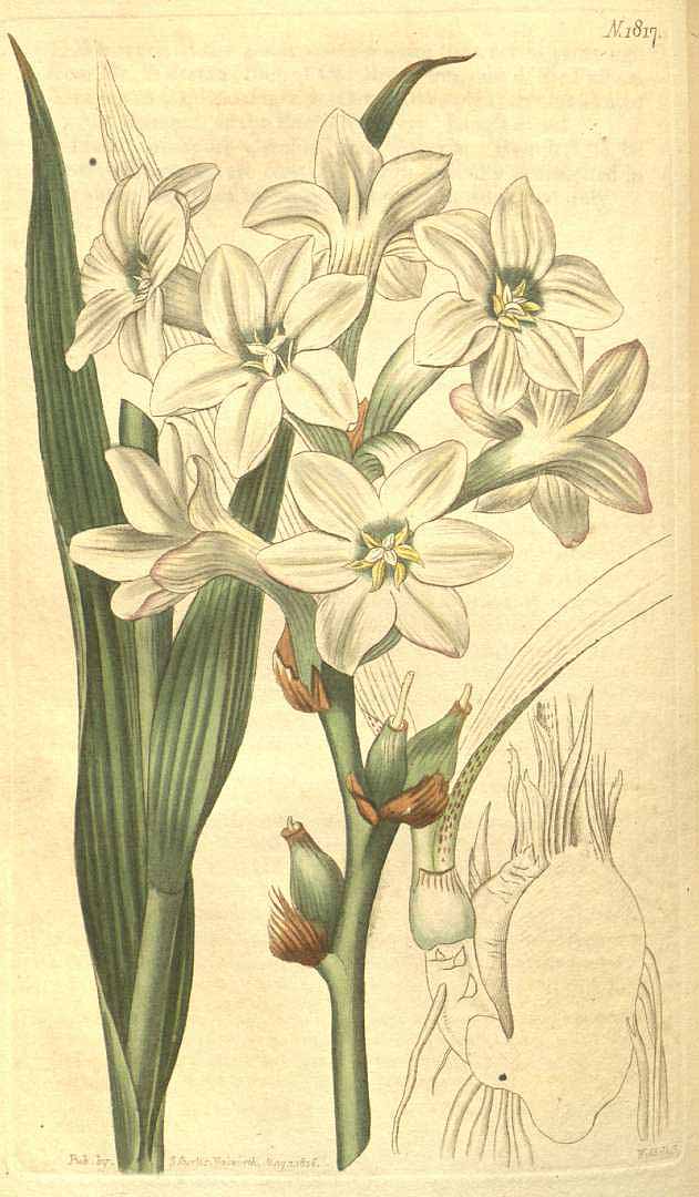 Polianthes tuberosa