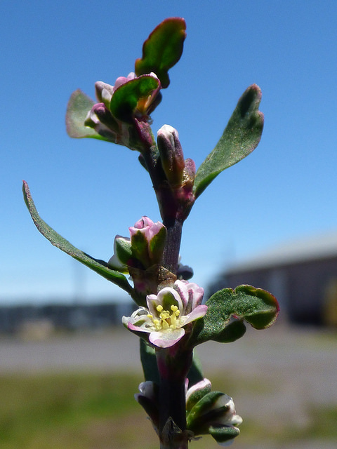 Polygonum aviculare