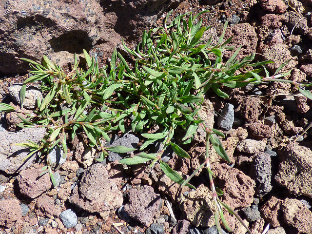 Polygonum aviculare