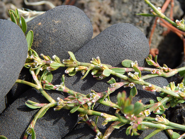 Polygonum aviculare