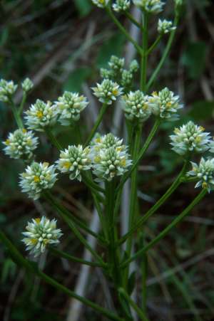 Polygala balduinii