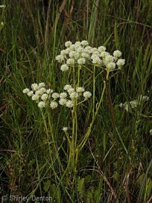 Polygala balduinii