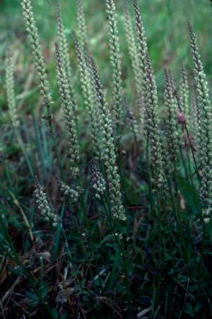 Polygala boykinii