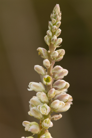 Polygala boykinii