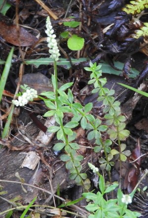 Polygala boykinii