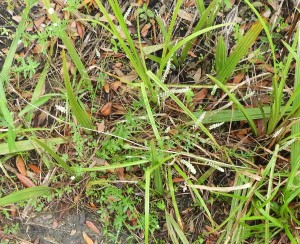 Polygala boykinii