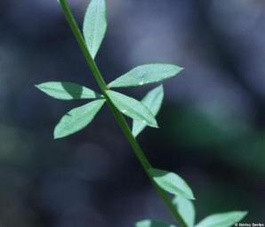 Polygala boykinii