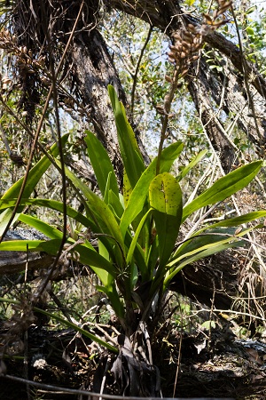 Polystachya concreta