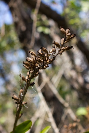 Polystachya concreta