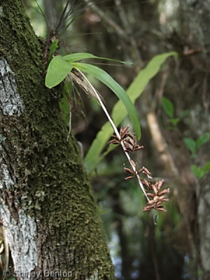 Polystachya concreta