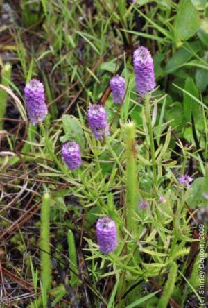 Polygala cruciata