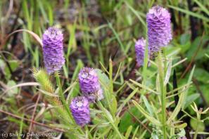 Polygala cruciata