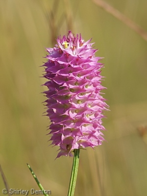 Polygala cruciata