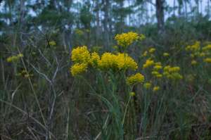 Polygala cymosa