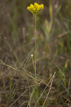 Polygala cymosa