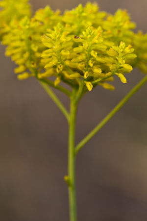 Polygala cymosa