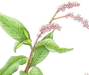 Polygonum glabrum