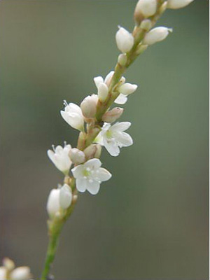 Polygonum glabrum