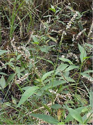 Polygonum glabrum