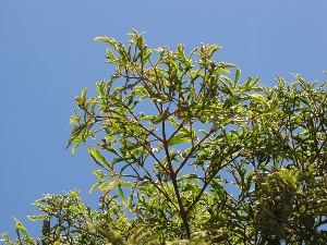 Polyscias fruticosa