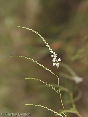 Polygonella gracilis