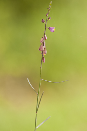 Polygala violacea