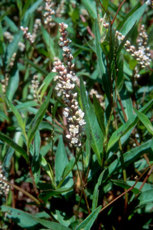 Polygonum hydropiperoides