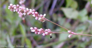 Polygonum hydropiperoides