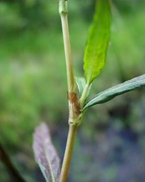 Polygonum hydropiperoides