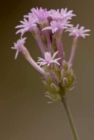 Polygala incarnata