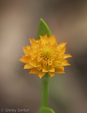 Polygala lutea