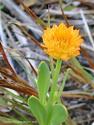 Polygala lutea